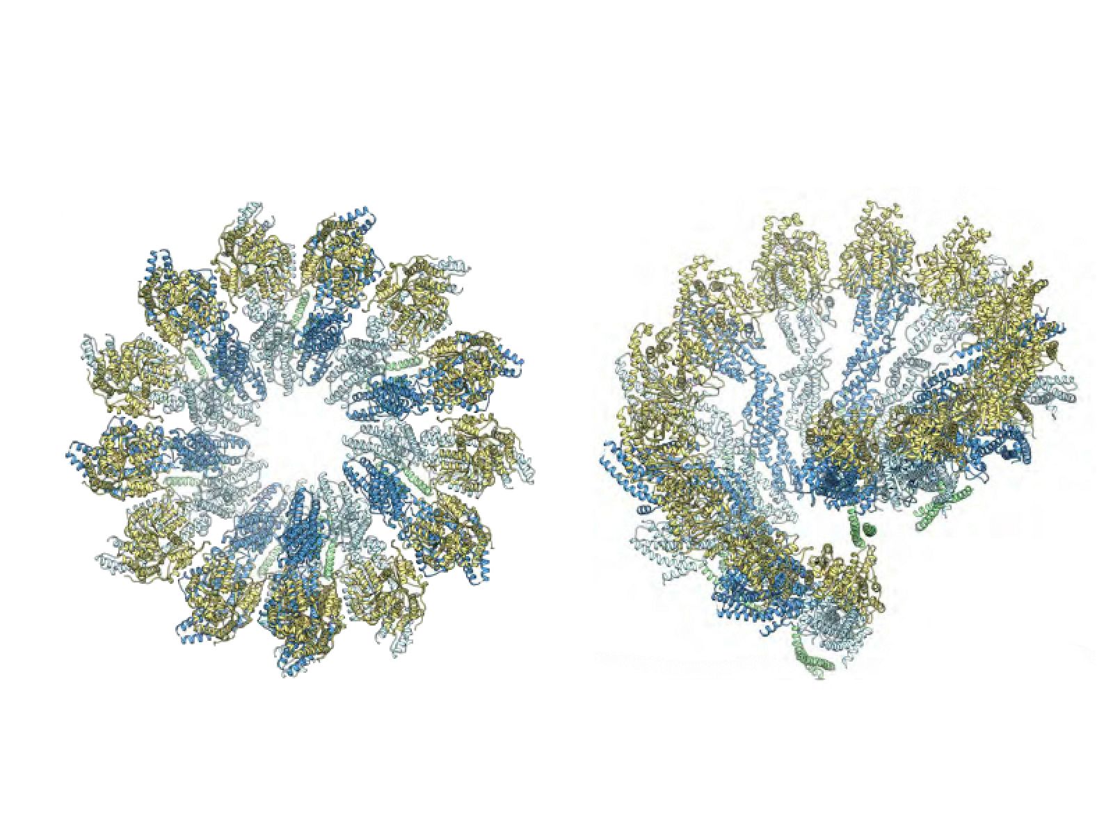 Vistas del modelo atómico del complejo en anillo de gamma-tubulina