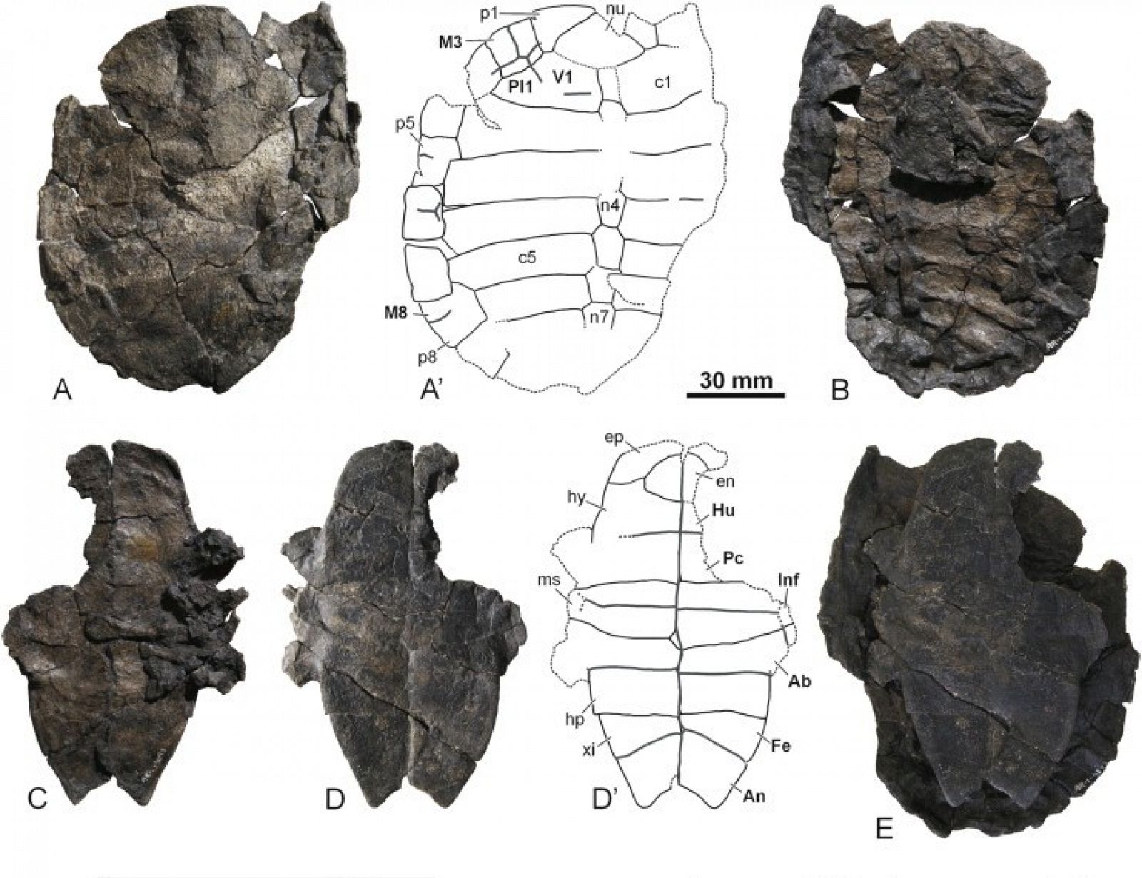 El fósil de la nueva especie de tortuga de agua dulce hallada en Teruel.