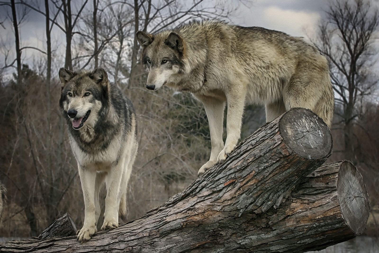 En 1999 se censaron en Sierra Morena ocho grupos familiares de lobo ibérico, la mayoría de los cuales se consideran extinguidos.
