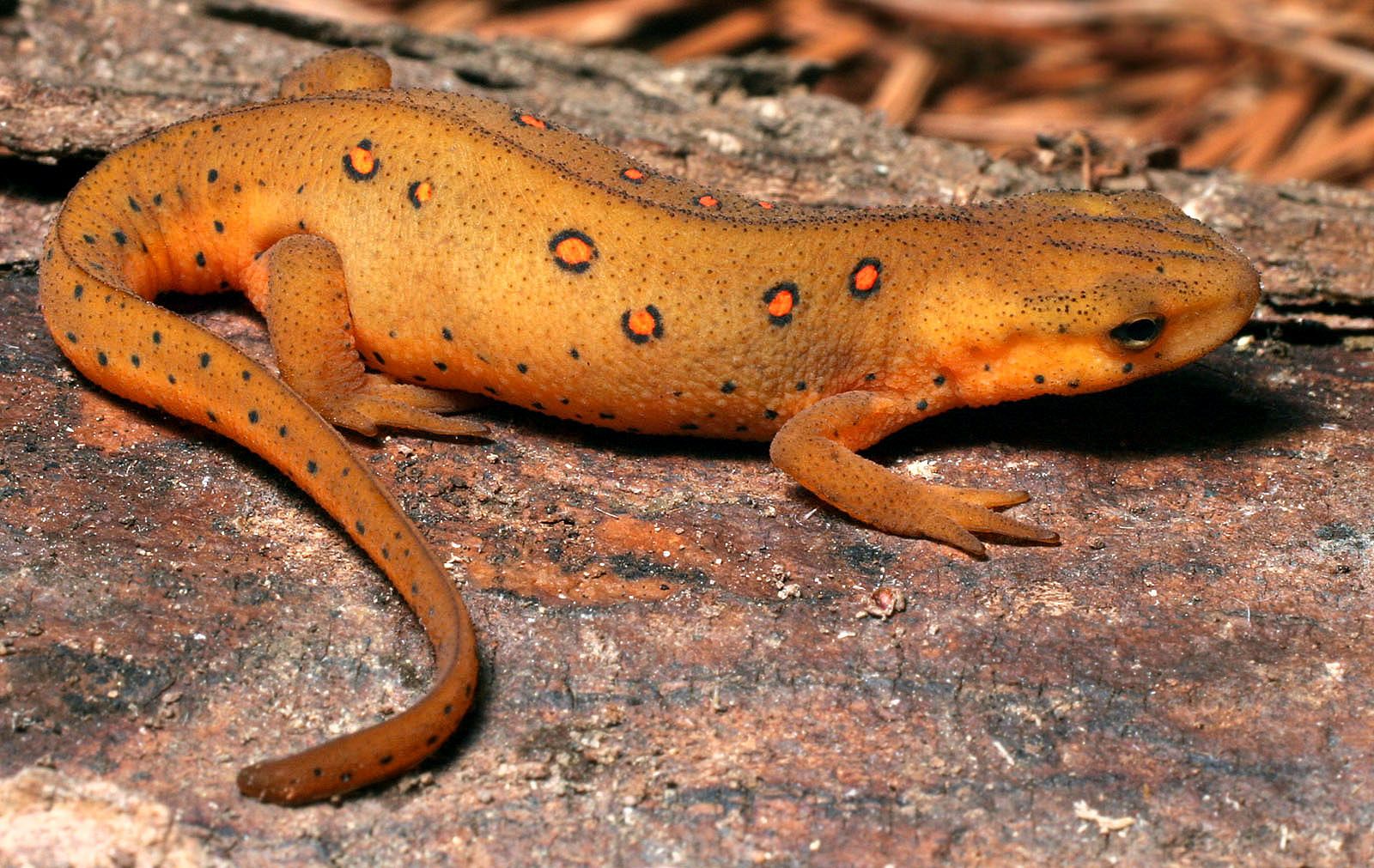 La salamandra 'notophthalmus viridescens'.