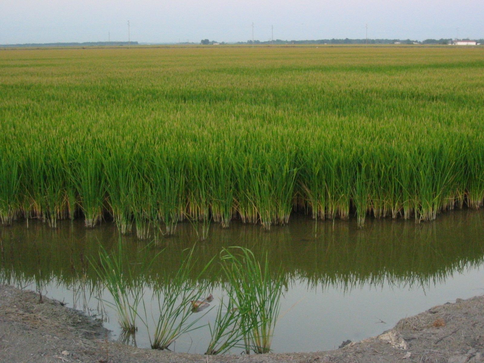 Imagen de las Marismas del Guadalquivir.