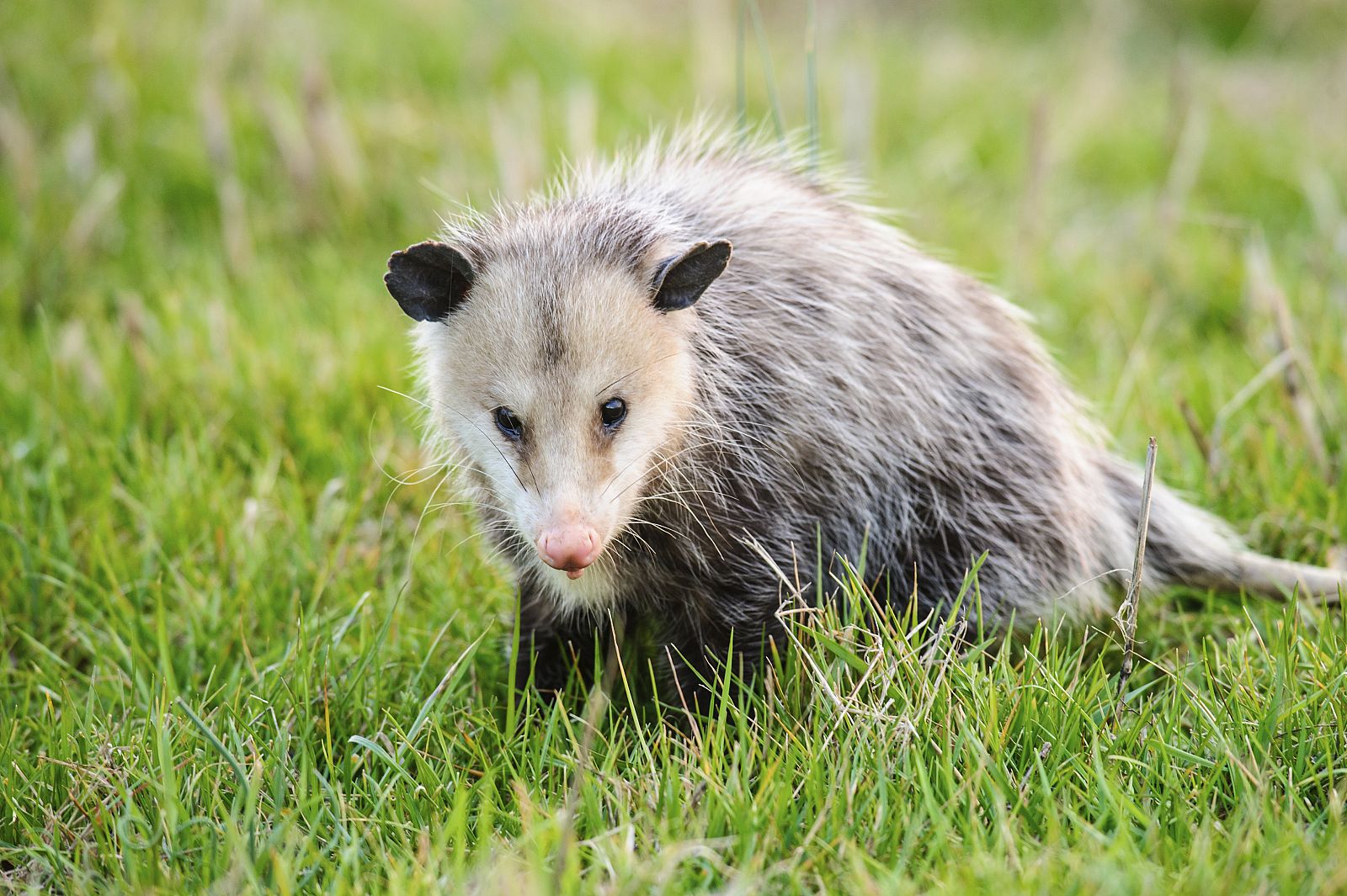 Un grupo de investigadores ha recurrido a la zarigüaya para desarrollar un antídoto contra el veneno de las picaduras de serpiente.