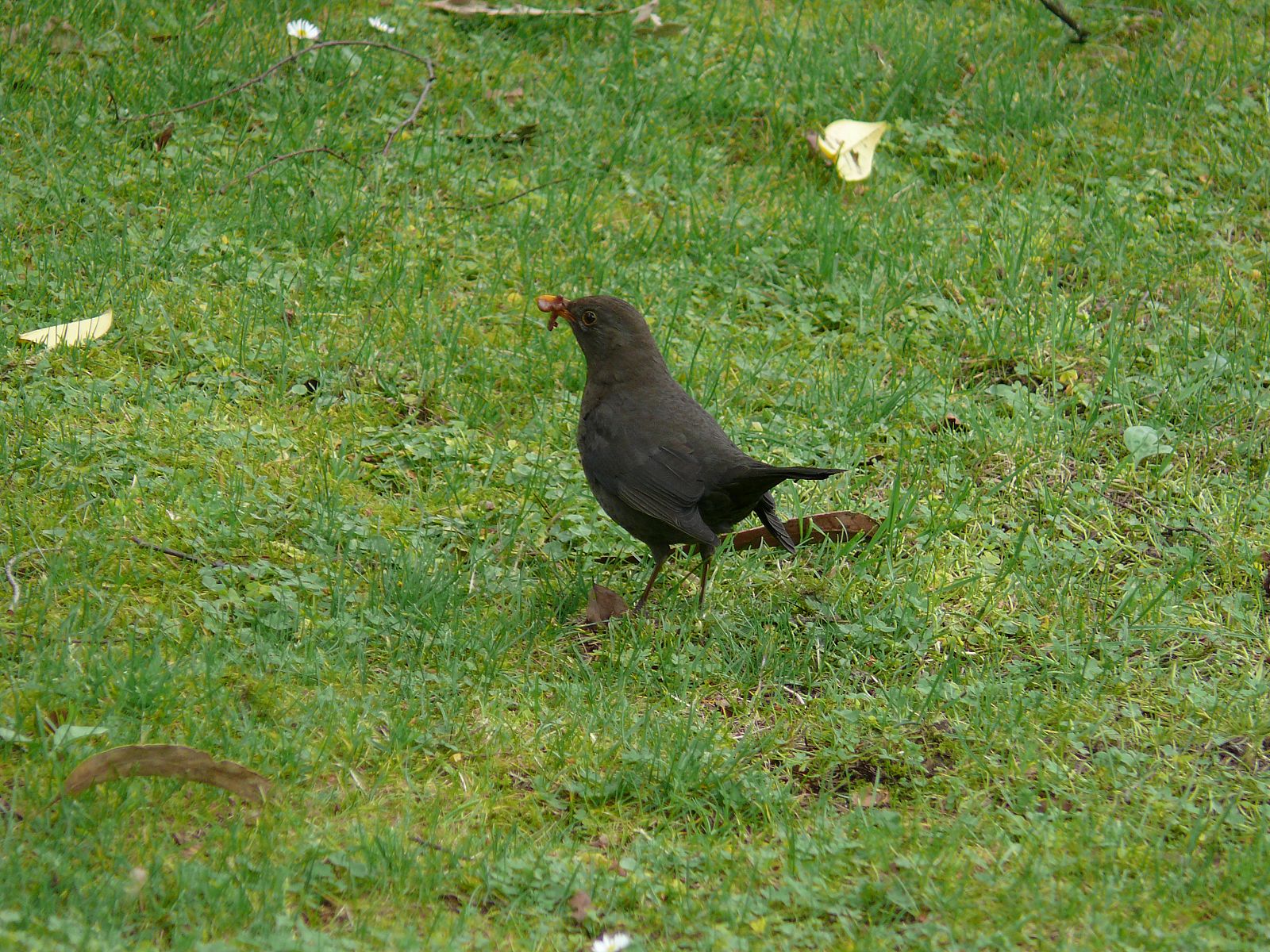 Hembra de mirlo común, Turdus merula.