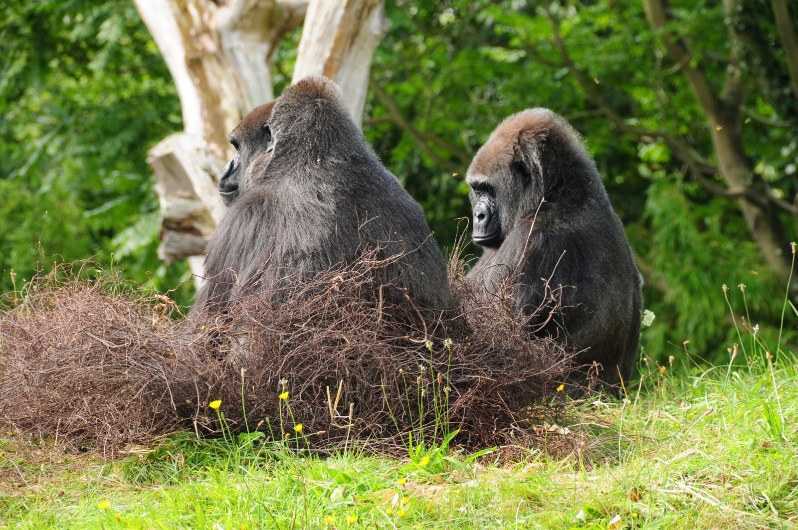 Una pareja de gorilas occidentales de las tierras bajas