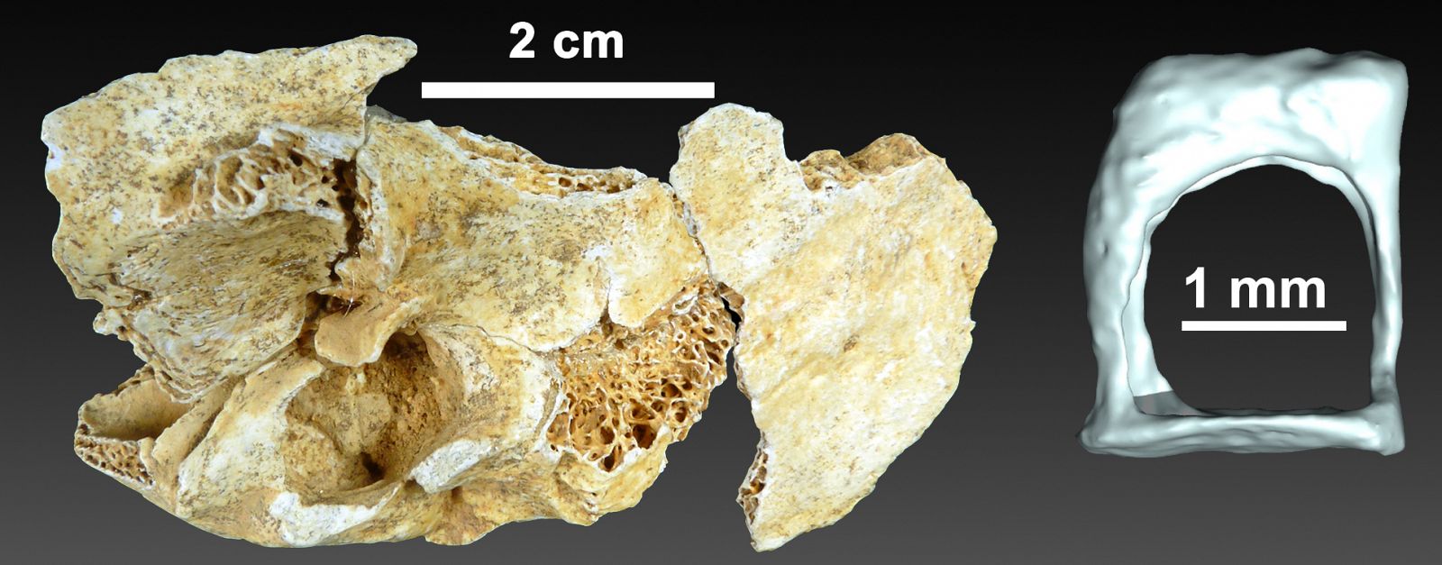 Hueso del estribo de un niño neandertal encontrado en La Ferrassie (Francia).