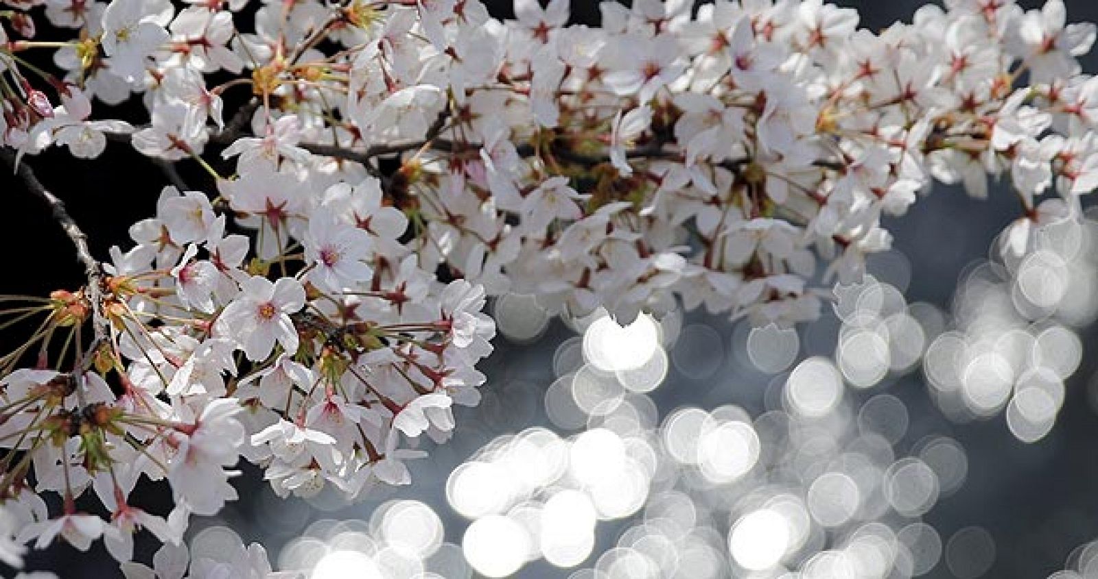 Los japoneses comparan lo efímero de la floración con la brevedad de la existencia