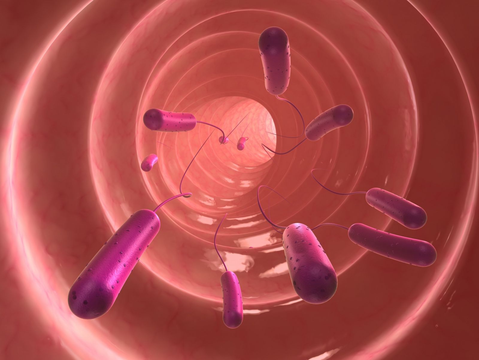 Ilustración de la bacteria E.coli en el colon.