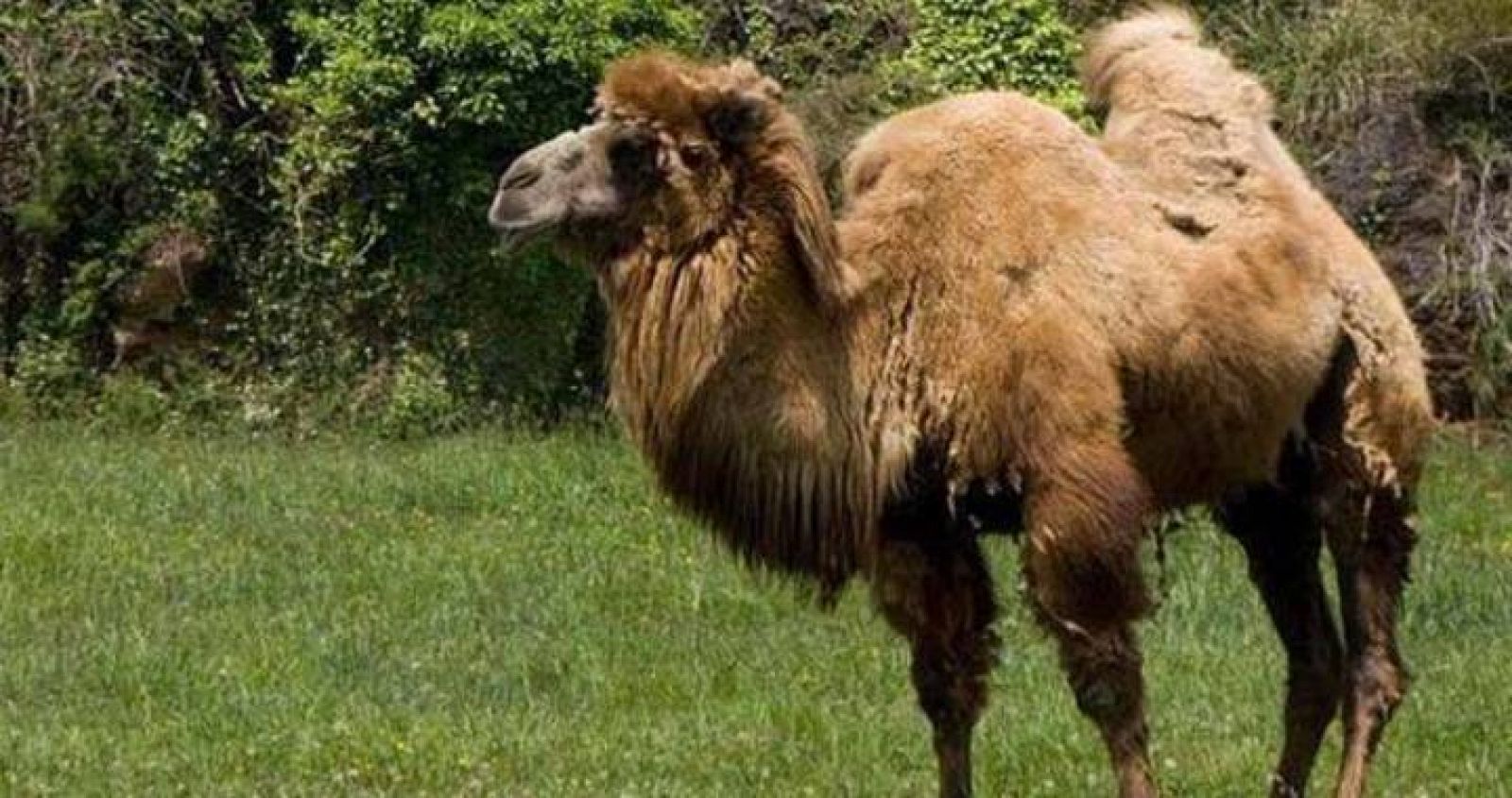 Uno de los camellos bactrianos del Parque de Cabárceno.