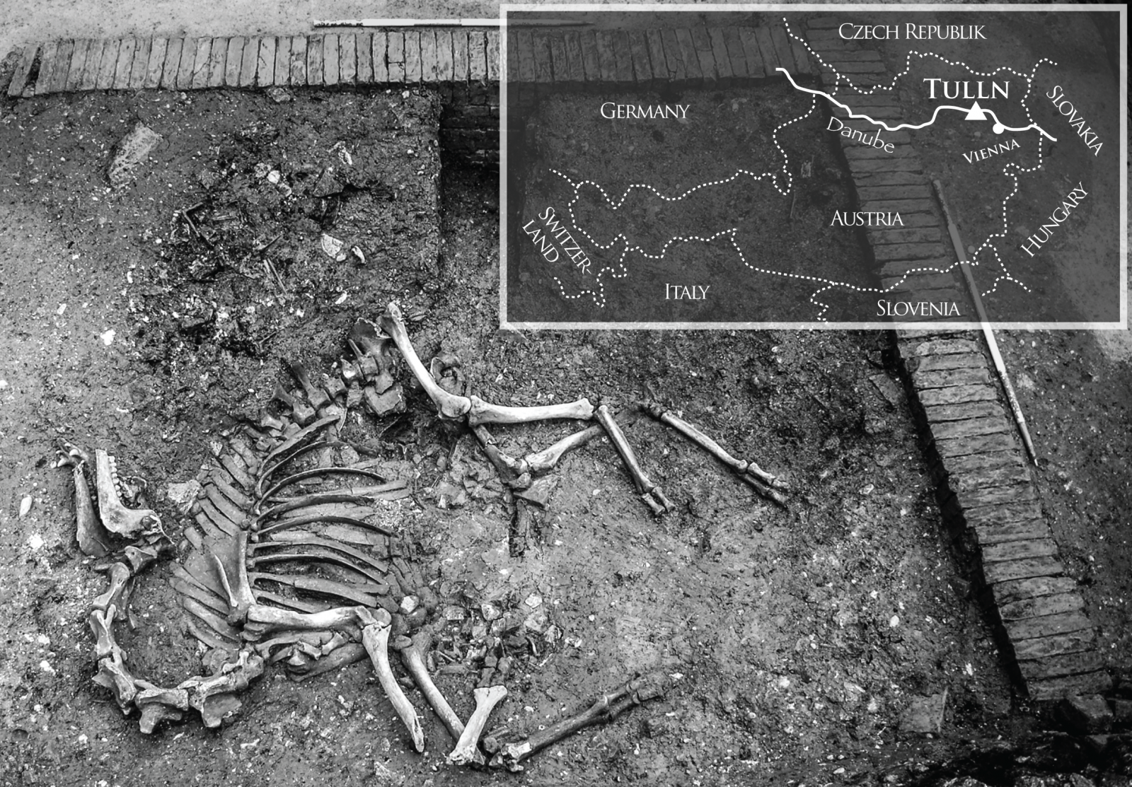 Vista de los restos del camello del siglo XVI en la excavación.