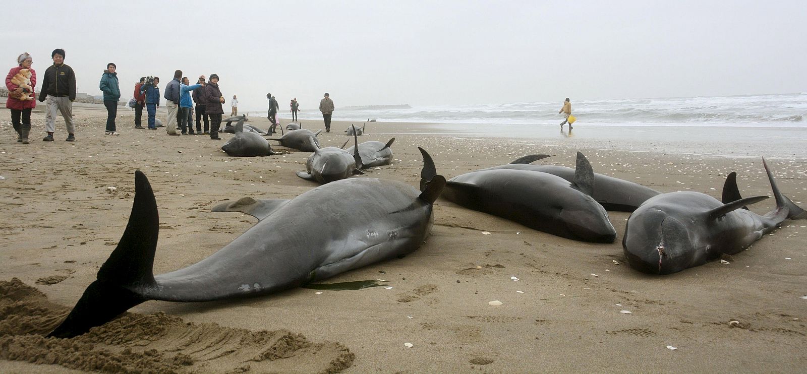 Residentes de la zona tratan de socorrer a los delfines varados en la arena en Hokota, al noreste de Japón.