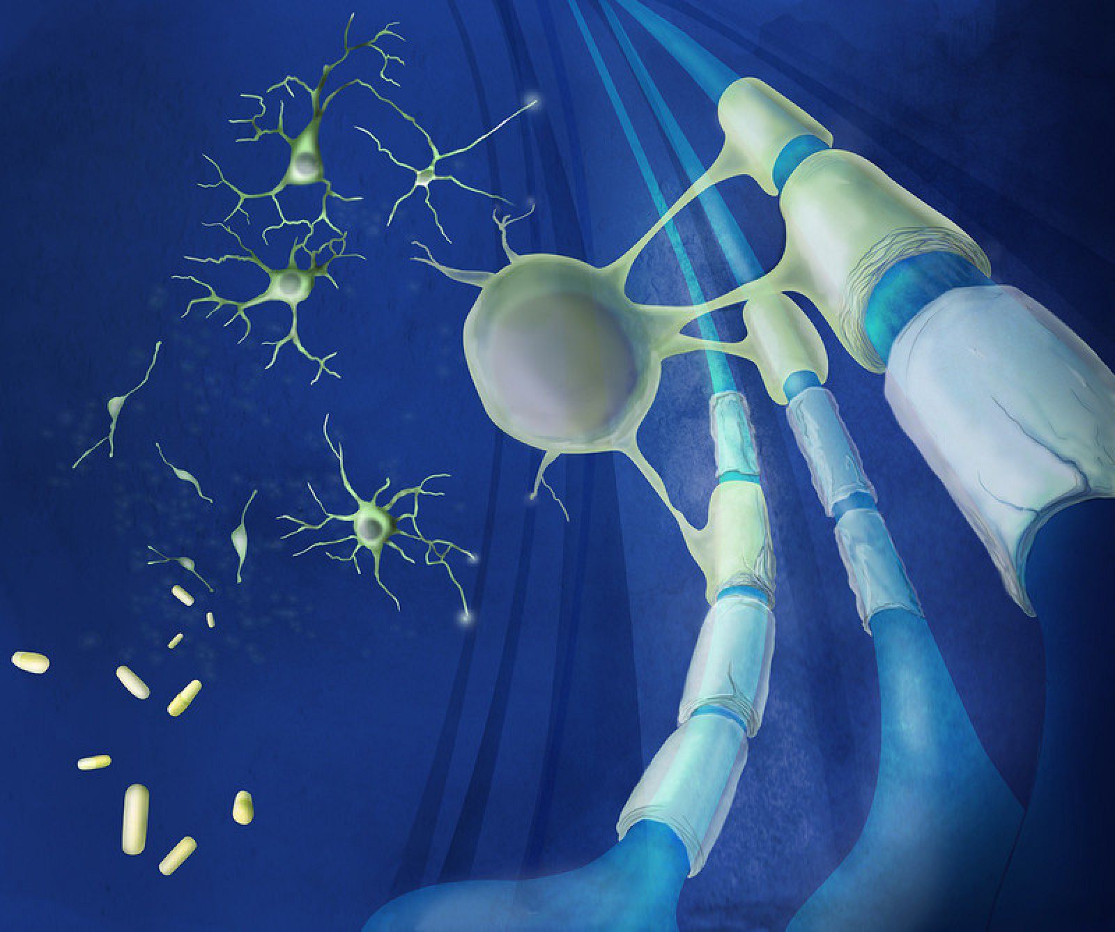 Los dos fármacos impulsaron las células madre para generar mielina nueva.