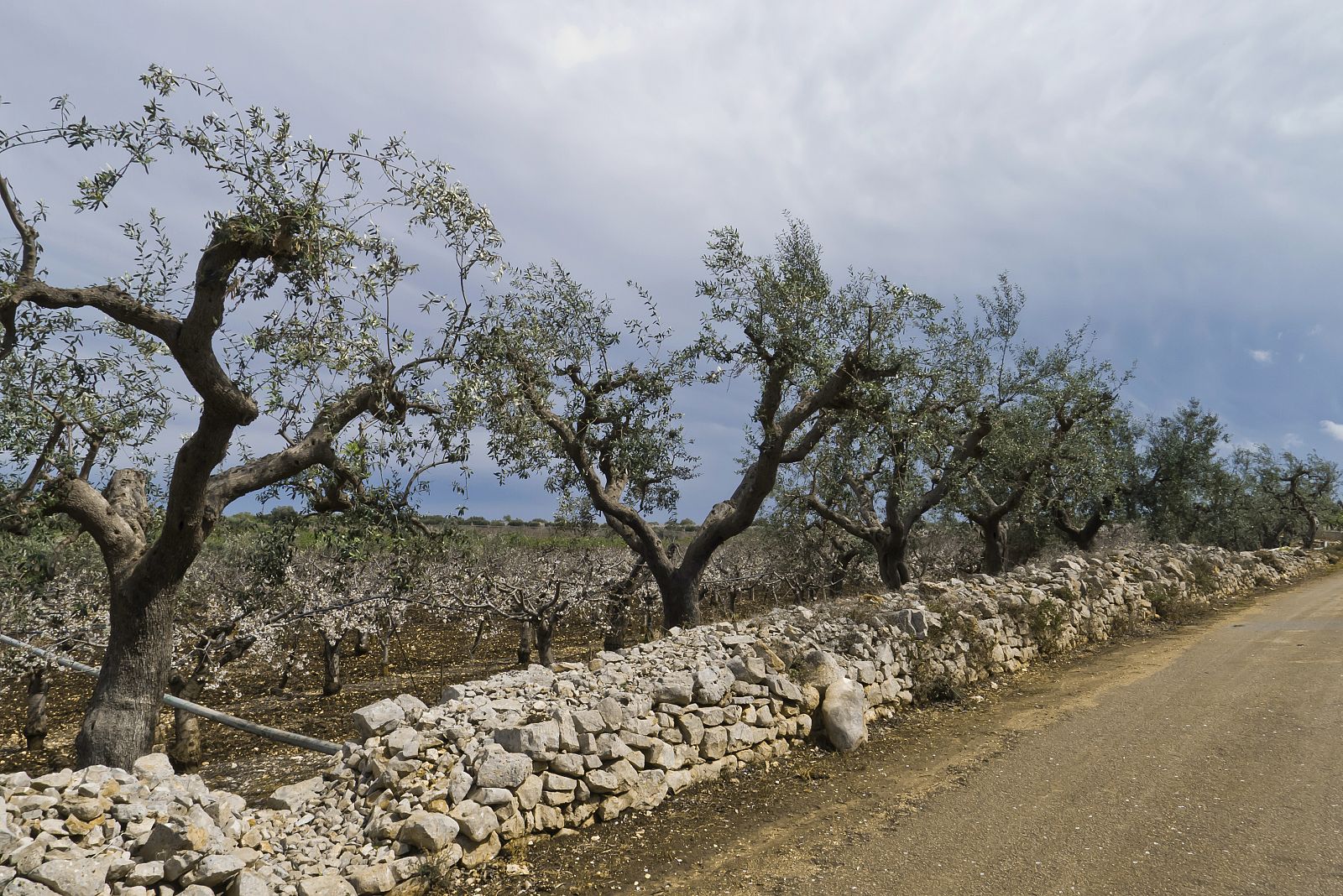 Olivos de la región italiana de Apulia