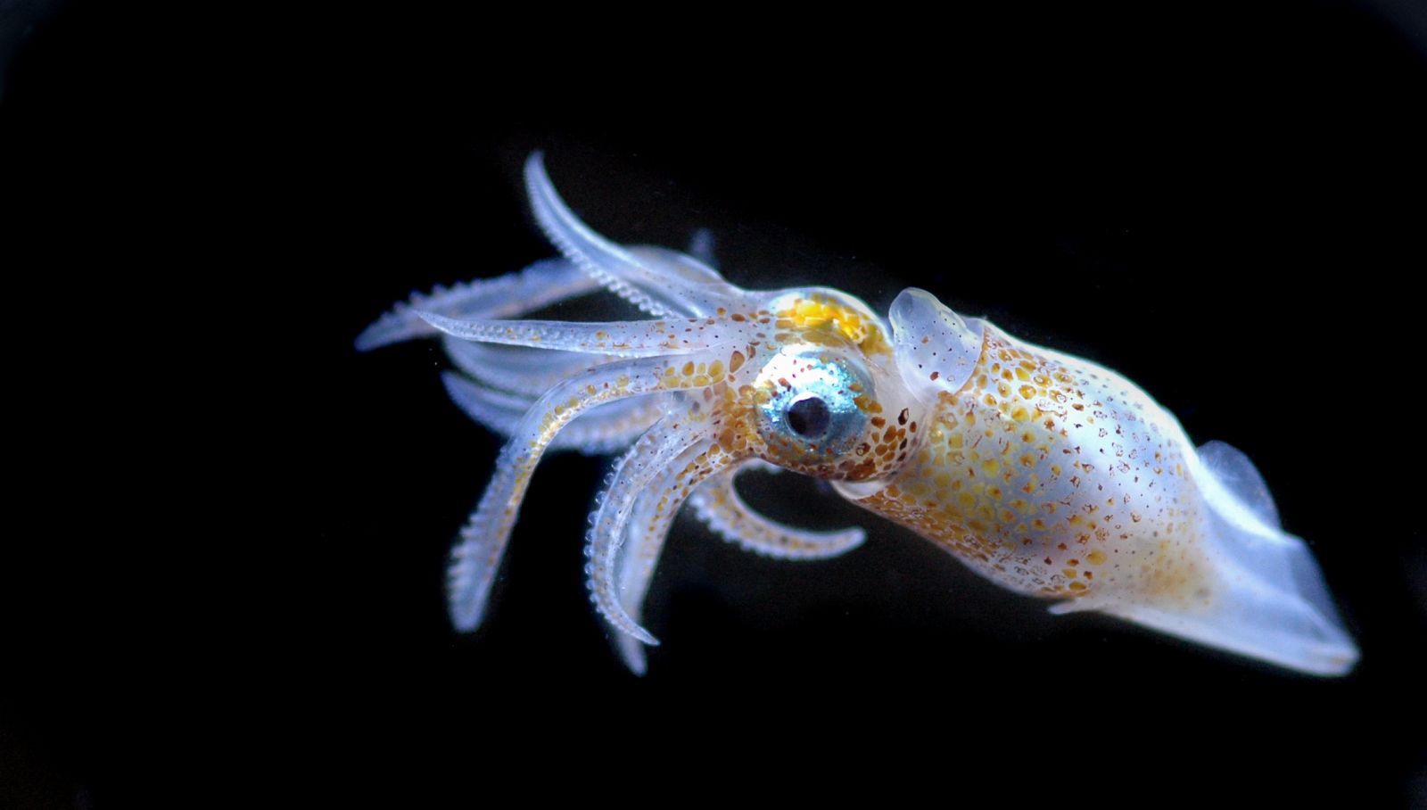 Imagen de un organismo marino.