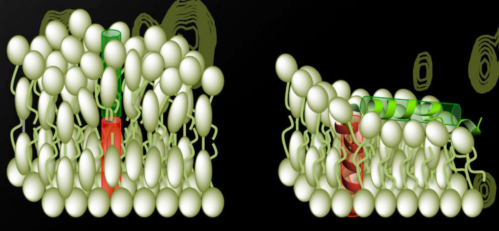 Fases de la fusión de las membranas del virus VIH y la célula huésped.
