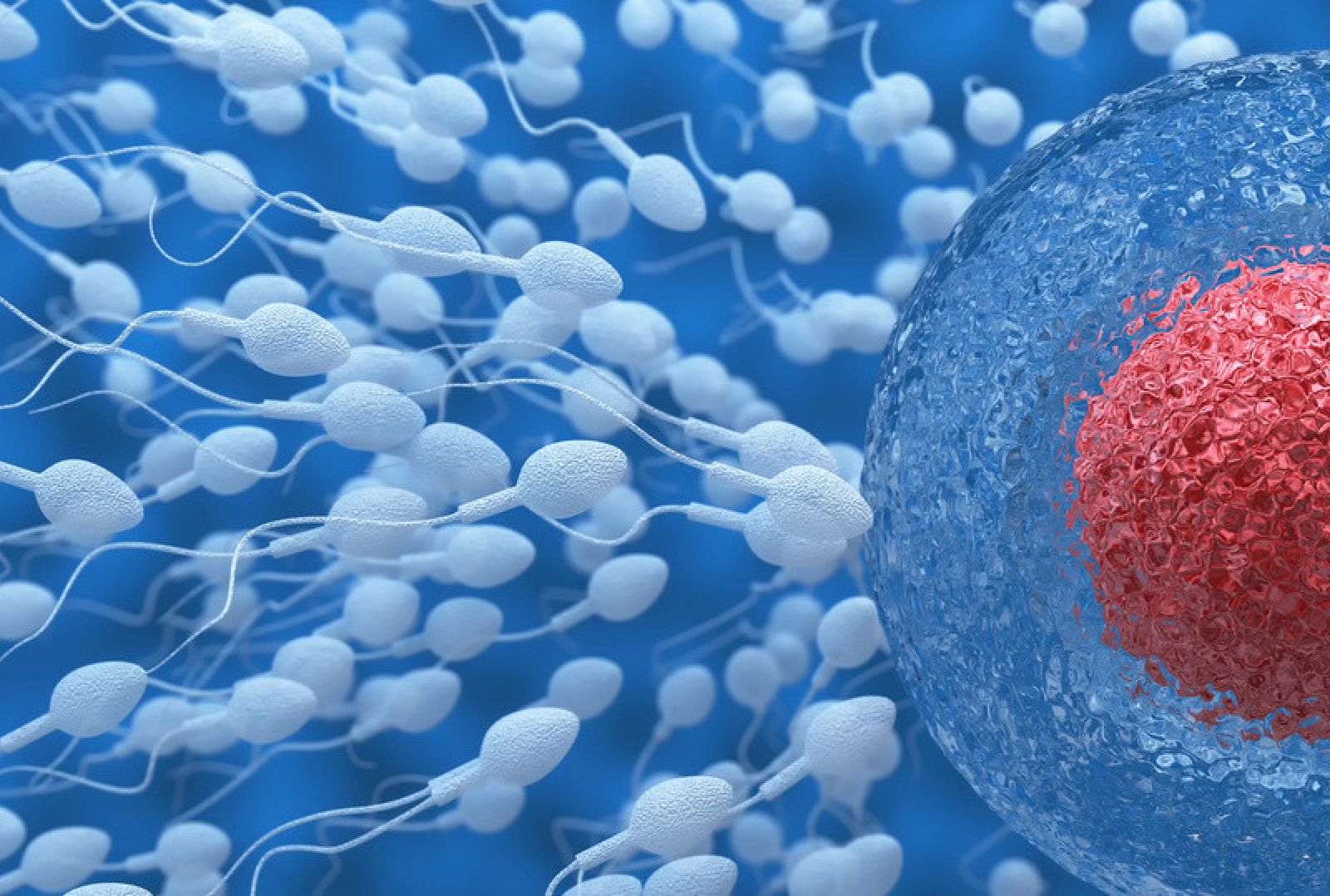Ilustración en 3D de esperma y una célula de óvulo.