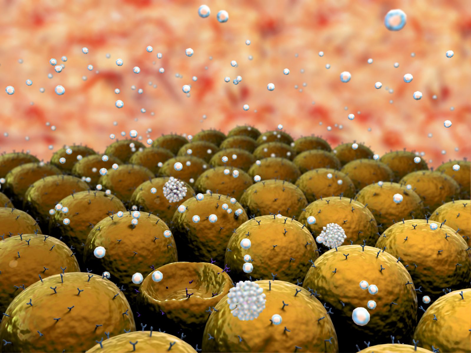 Ilustración de células de grasa.