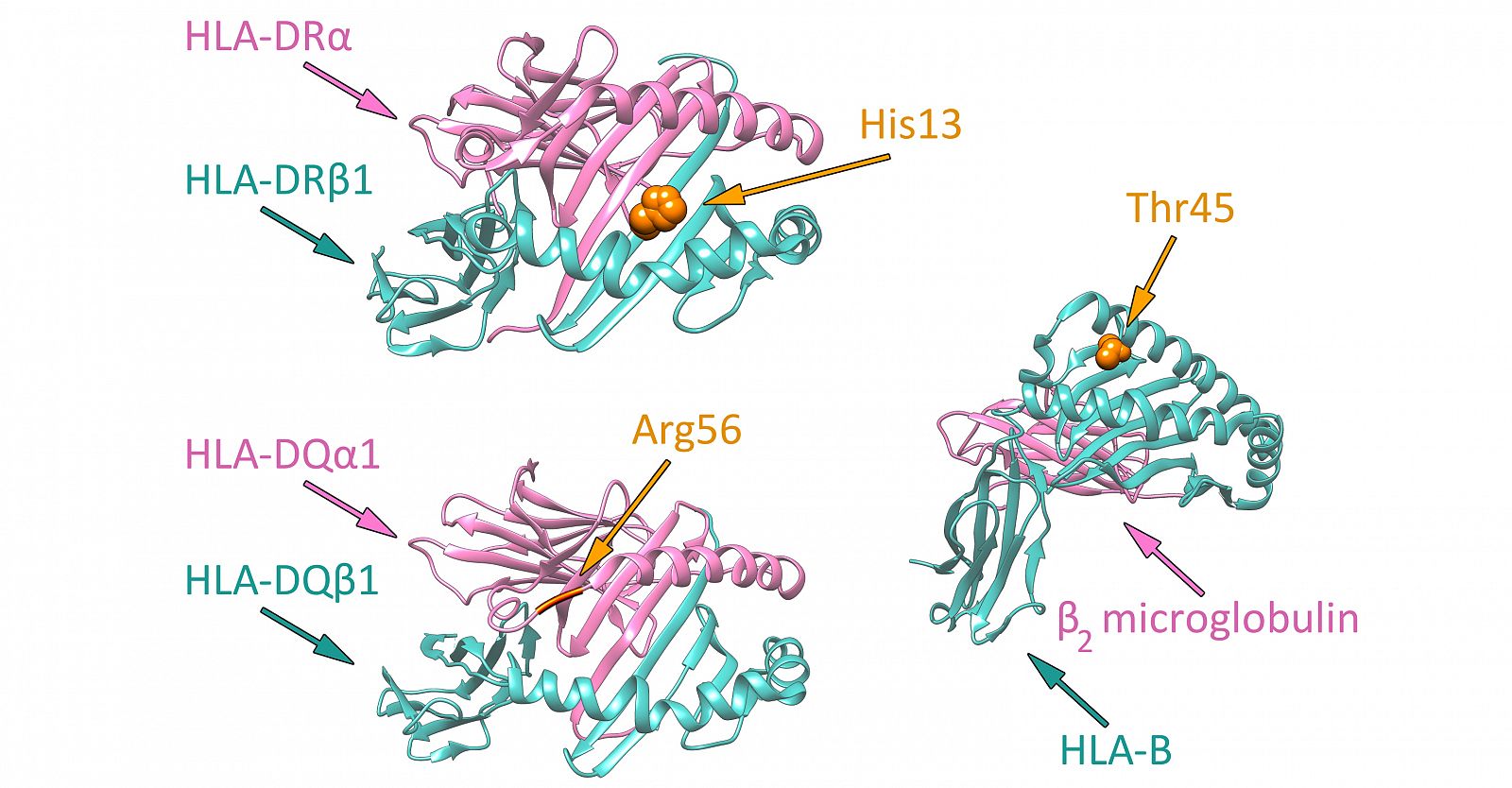Representación de los aminoácidos de tres moléculas de histocompatibilidad involucrados en la predisposición a desarrollar arteritis de células gigantes
