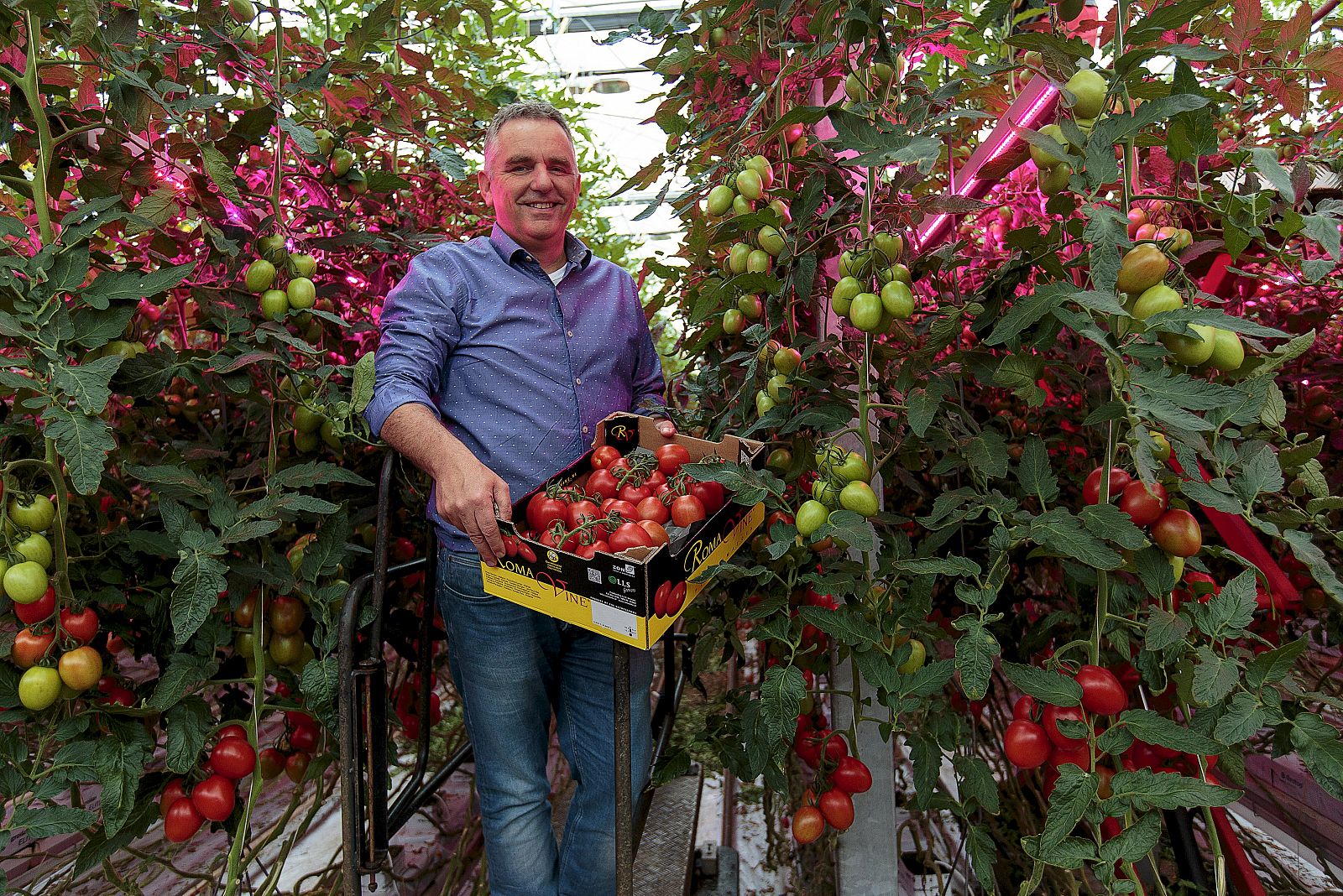 Wim Peters, agricultor, con una caja de tomates de invernadero en Someren, Países Bajos.