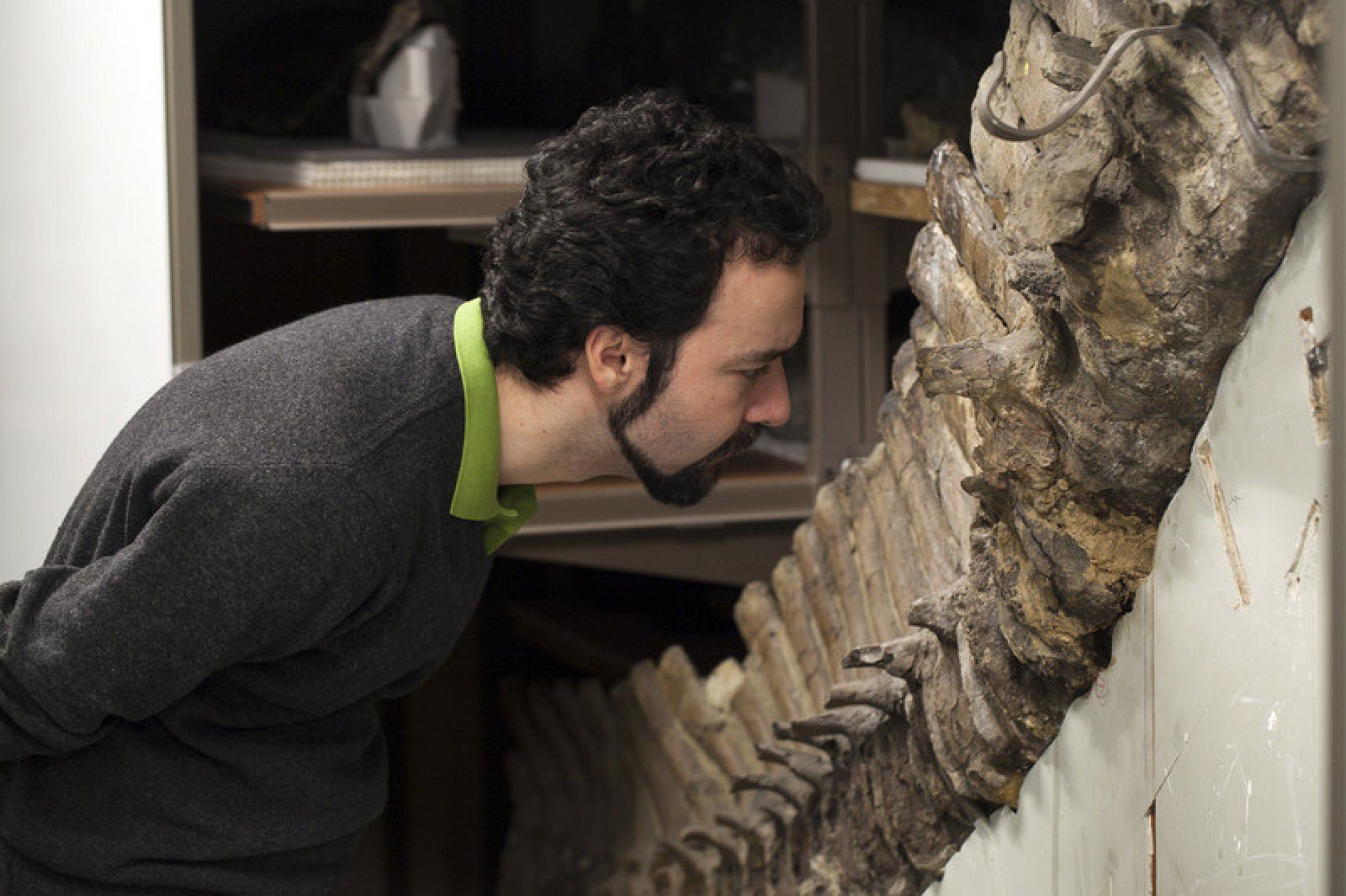 El investigador Sergio Bertazzo examina uno de los fósiles conservado en el Museo de Historia Natural de Londres