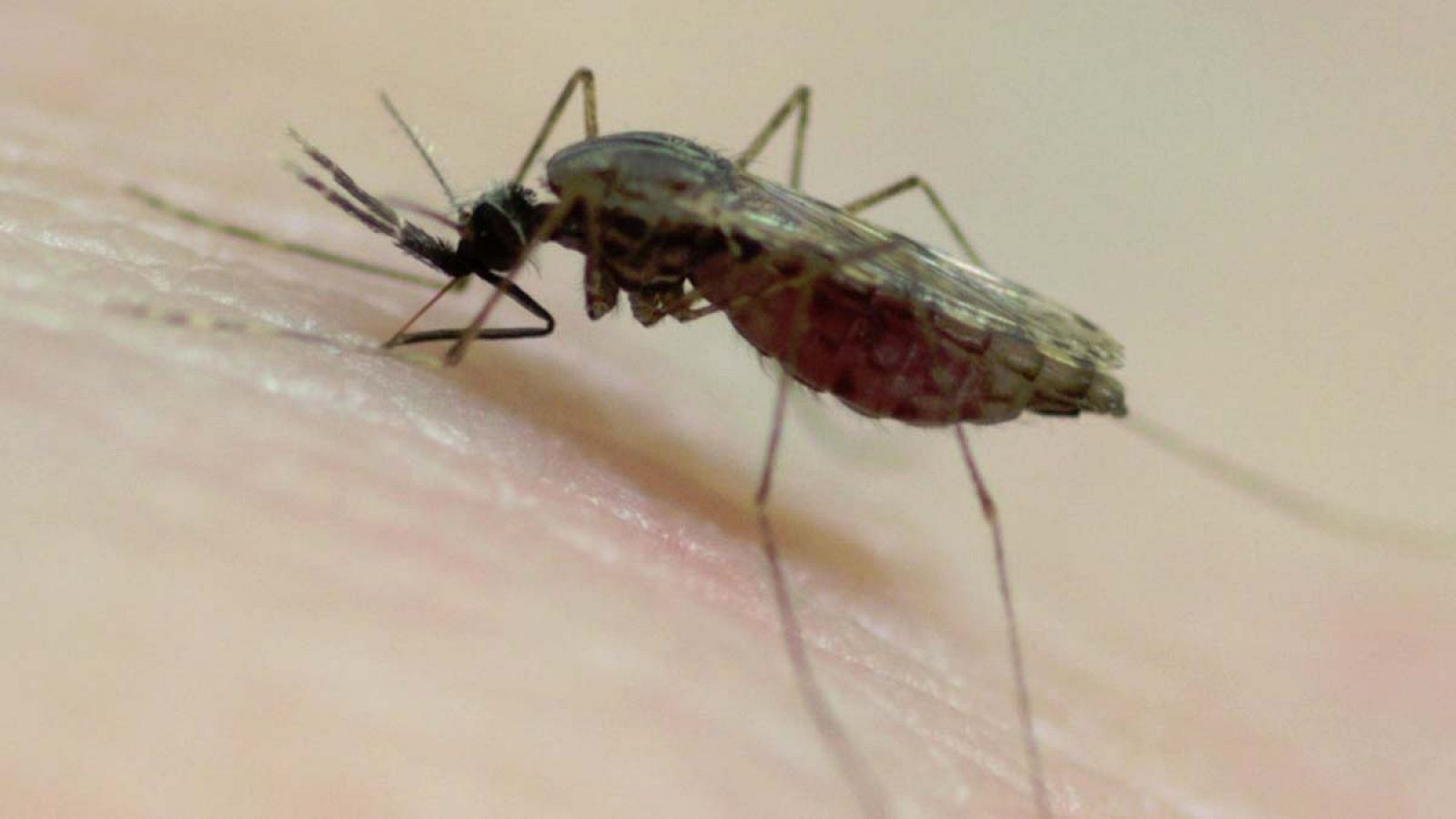 El Anopheles gamiae, responsable de la transmisión de la malaria