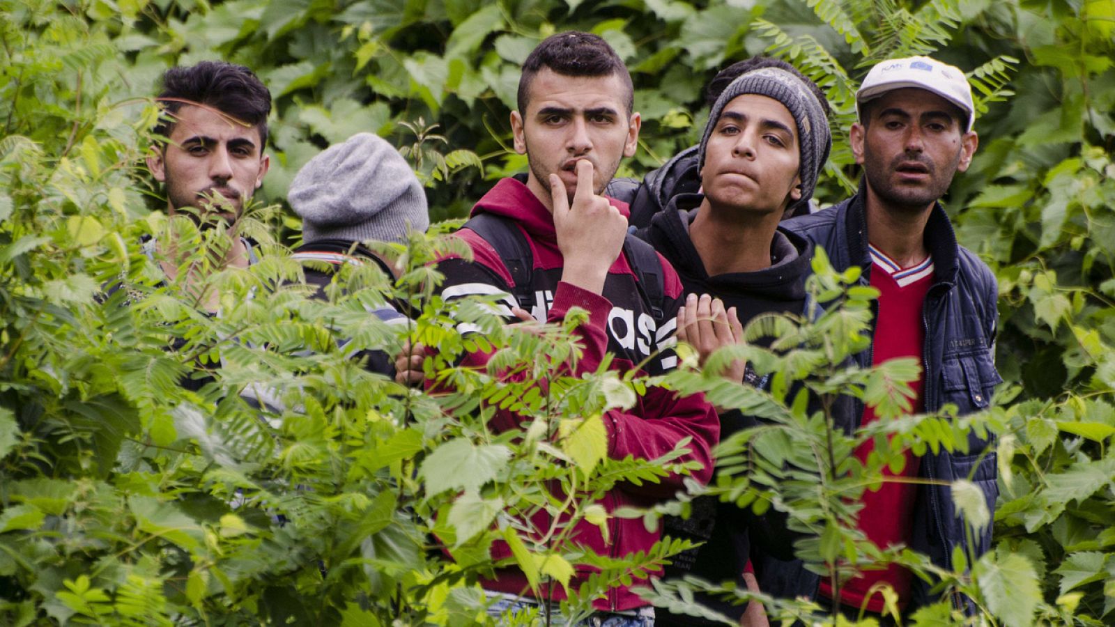 Varios jóvenes esperan entre la vegetación para cruzar de Serbia a Hungría
