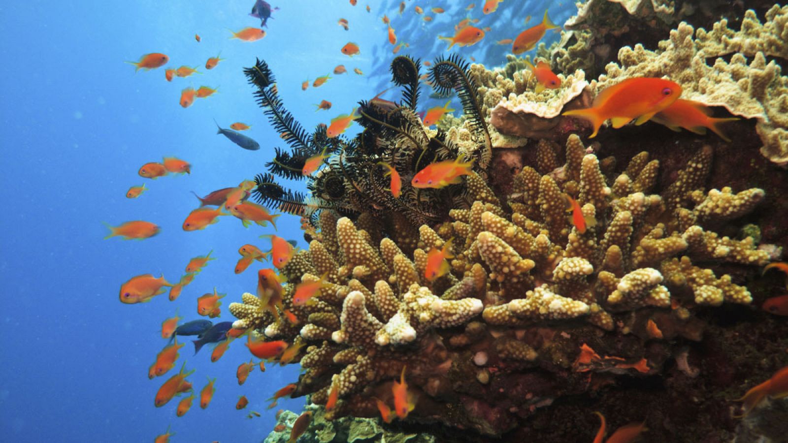 Peces soldado entre la gran barrera de coral australiana