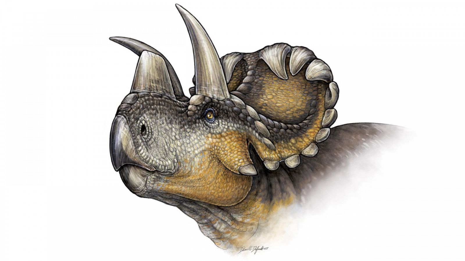 Reconstrucción de Wendiceratops pinhornensis.