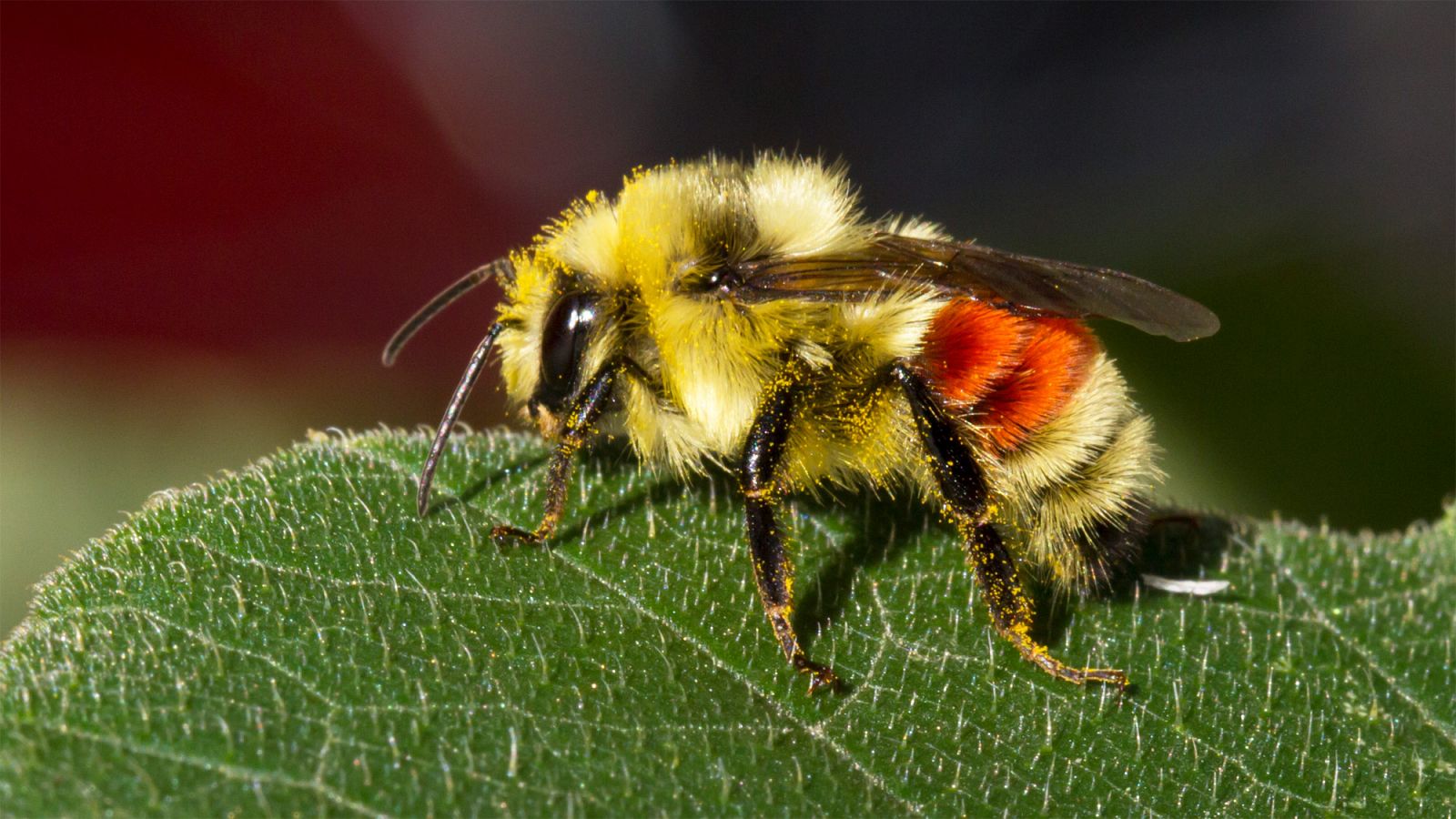 Un abejorro posado sobre una hoja.