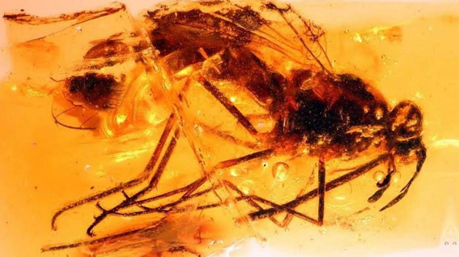 Imagen de la mosca zhangsolvidae fosilizada en ámbar