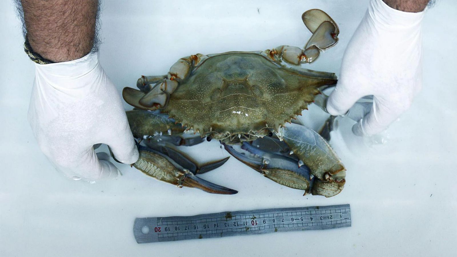 Ejemplar de jaiba azul, una especie de cangrejo gigante que ha llegado al Mediterráneo