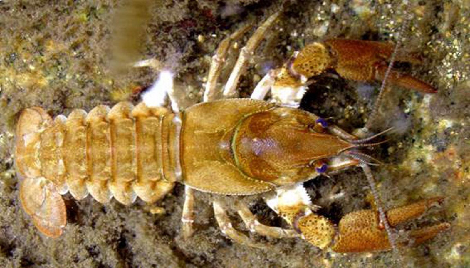Ejemplar de cangrejo de río (Austropotamobius italicus), conocido como 'cangrejo autóctono'.