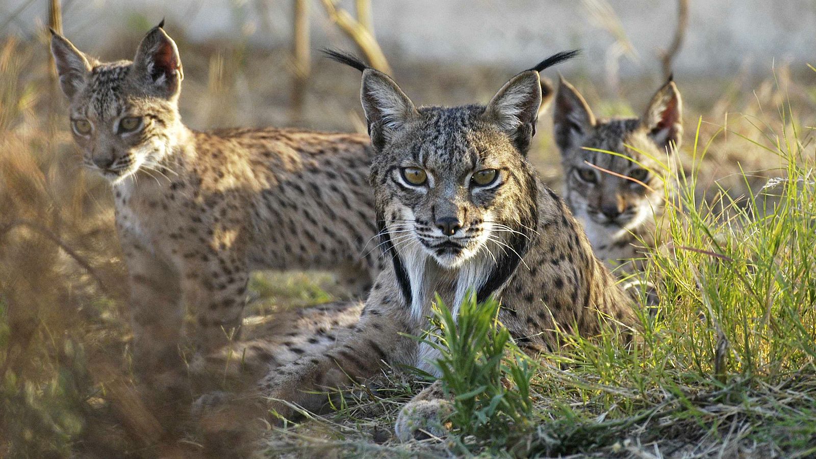 Ejemplares de lince ibérico nacidos en Doñana