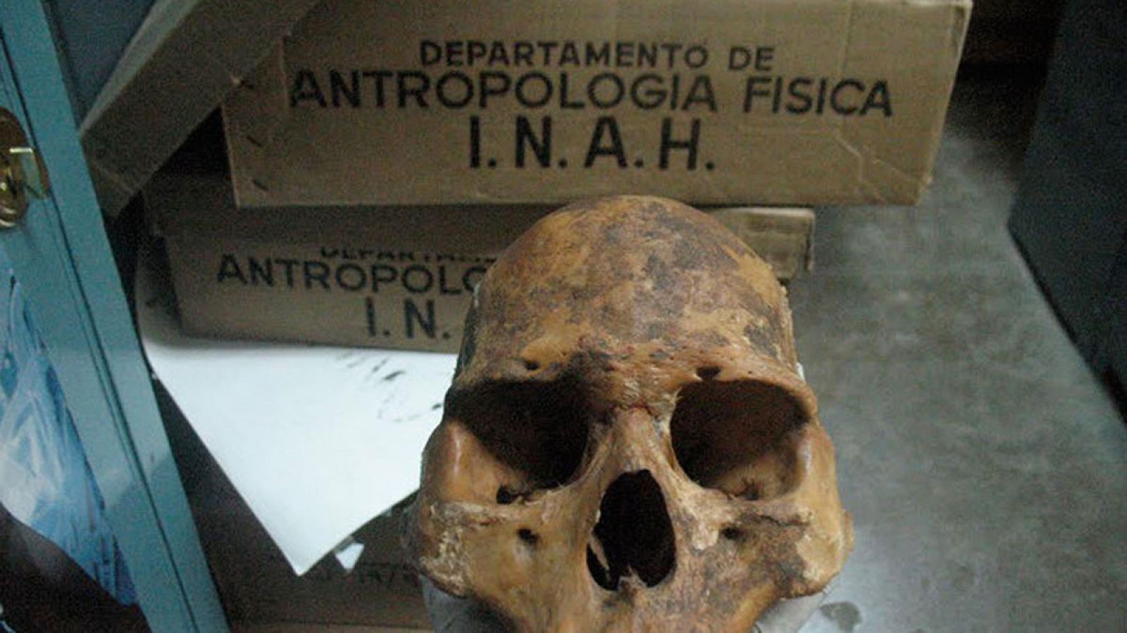 Cráneo de pericú analizado en el estudio