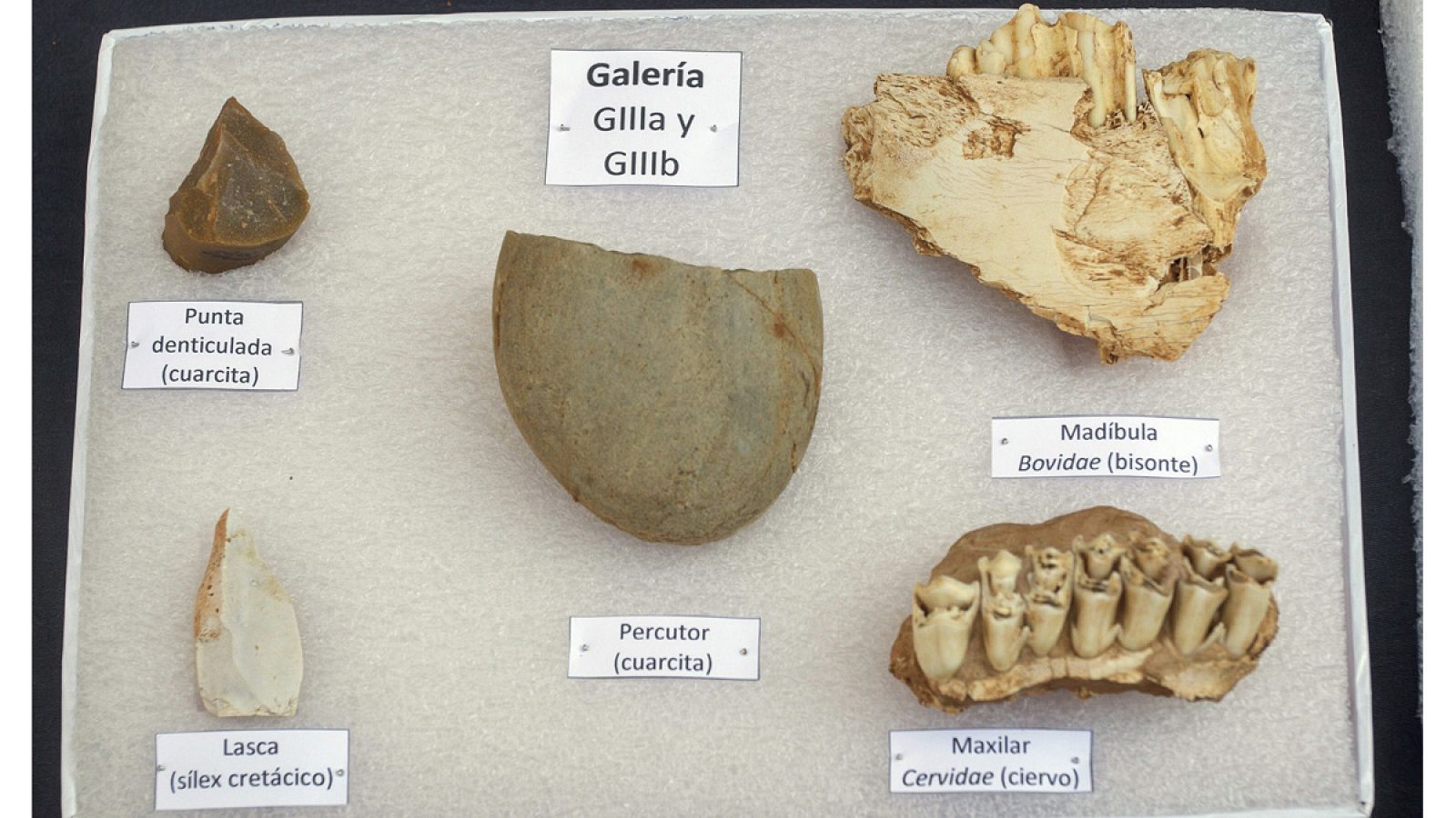 Restos de utensilios y grandes mamíferos encontrados en el yacimiento de Galería de Atapuerca.