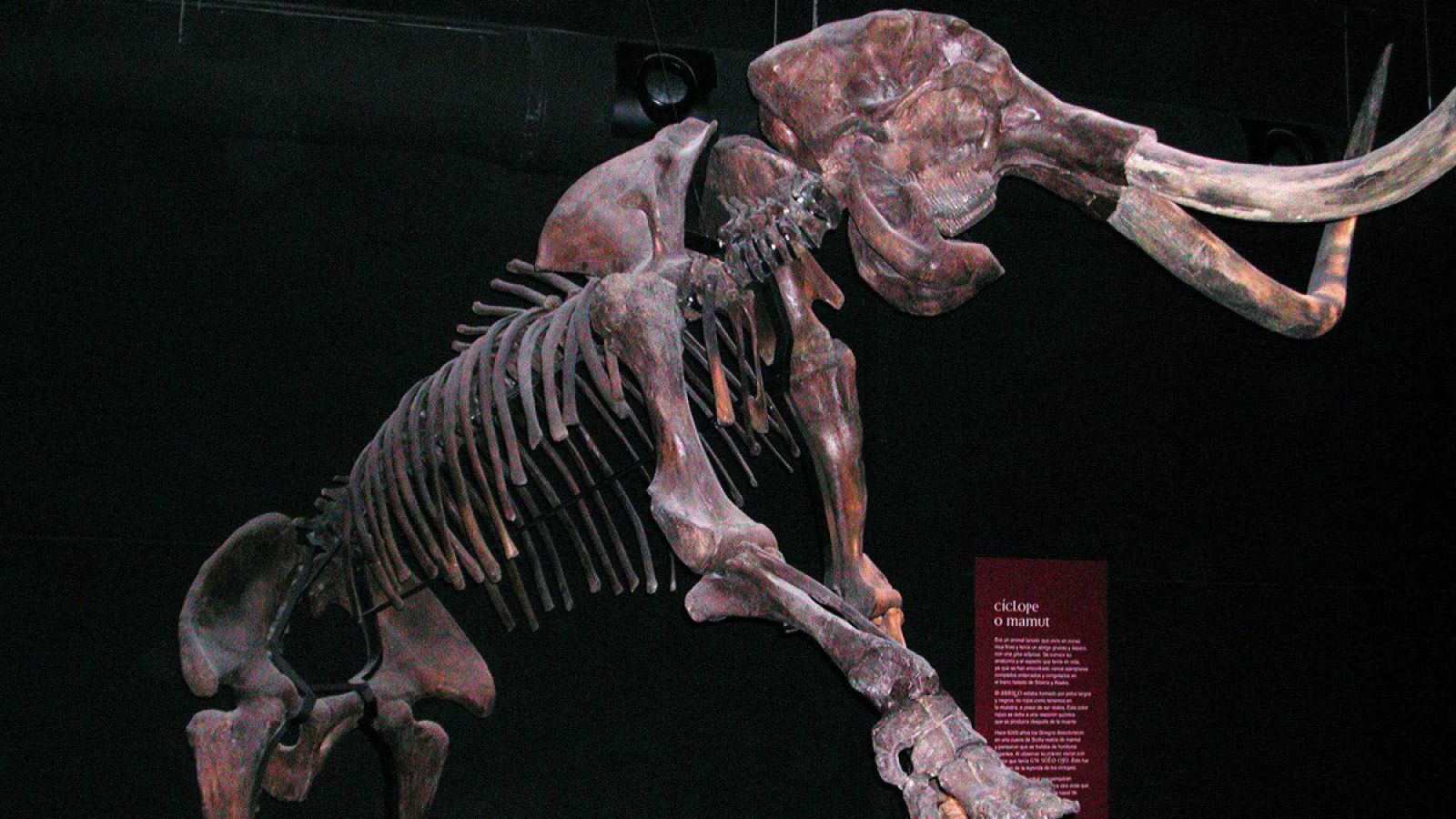Esqueleto fósil de un mamut procedente de Siberia en Dinópolis