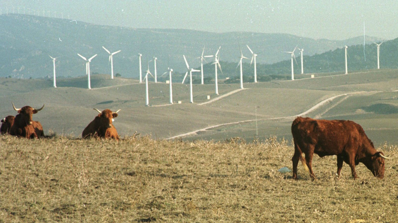 Unas vacas pastan con unos molinos eólicos de Algeciras en el horizonte