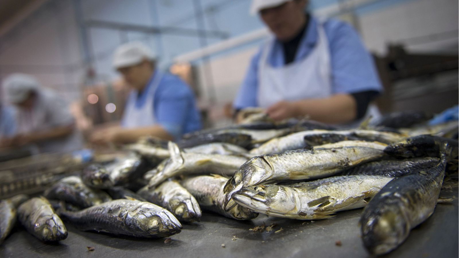 Sardinas en primer plano en una conservera