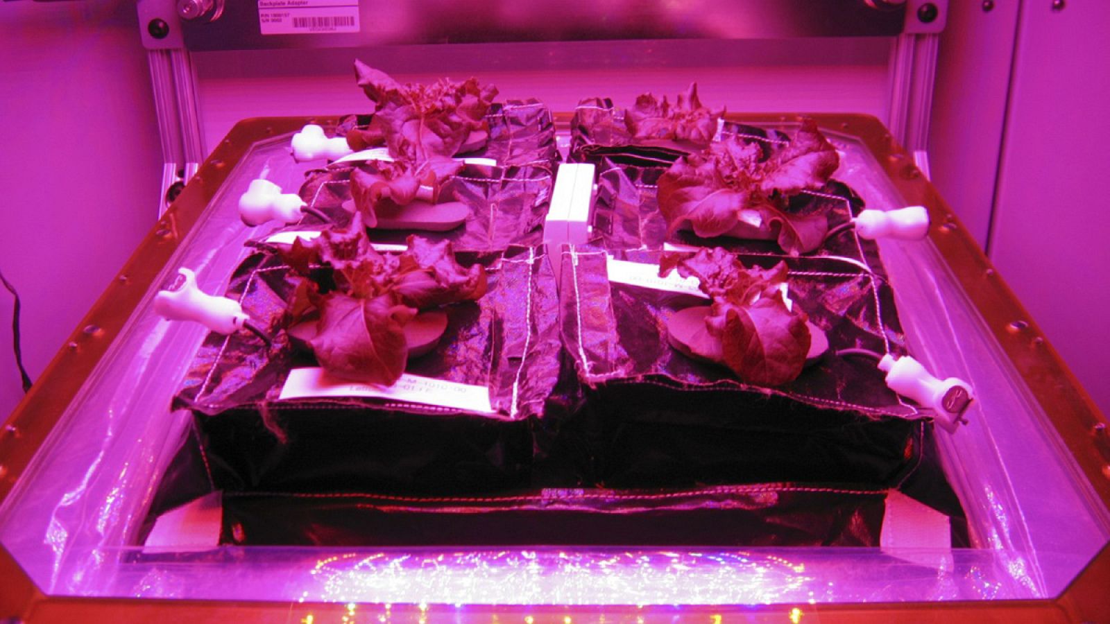 Un cultivo de 'Outredgeous', una lechuga romana roja, en el laboratorio de la Estación Espacial Internacional