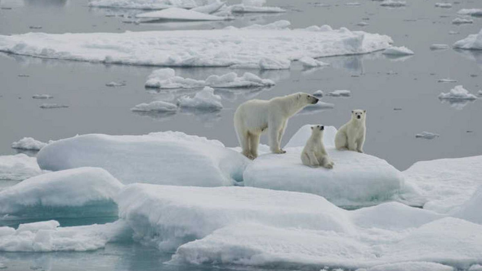 El oso polar se ha convertido en uno de los símbolos de la lucha contra el cambio climático