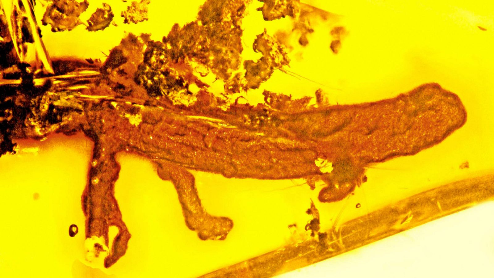 Este es el único fósil de salamandra preservado en ámbar que se conoce