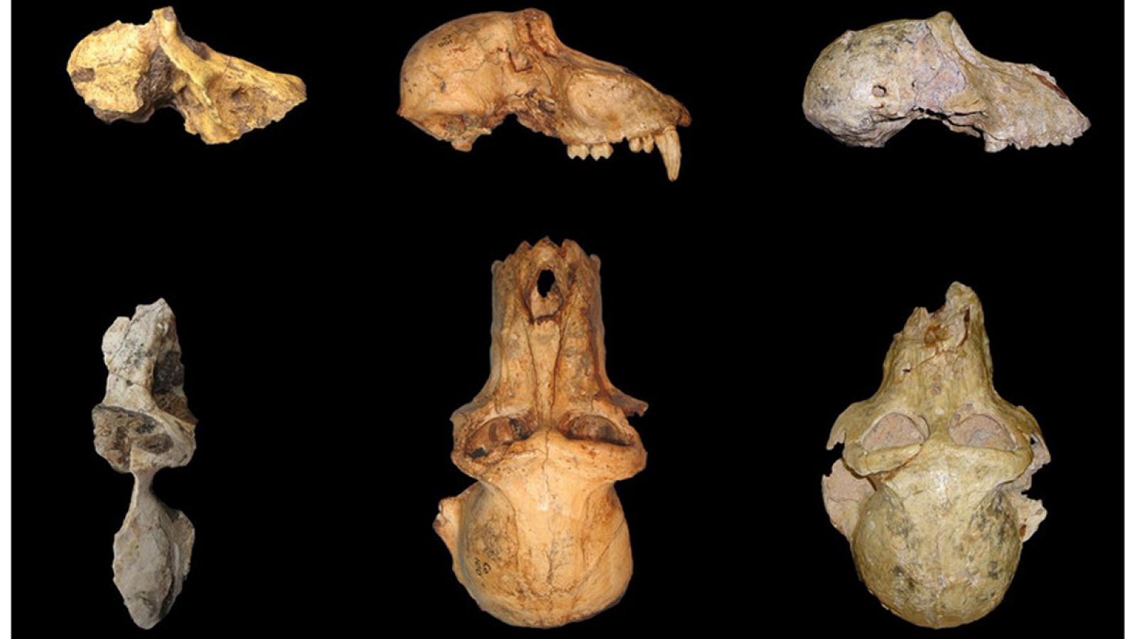 Comparación de la morfología de UW 88-886 (los restos fósiles de Malala), P. angusticeps (en el centro) y P. izodi (derecha)