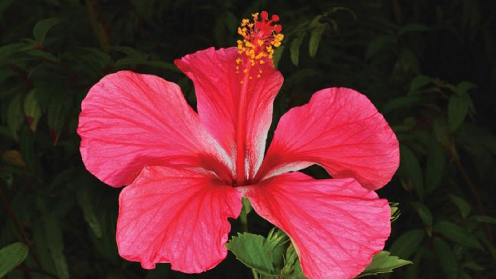 `Hibiscus rosa-sinensis¿, llamada comúnmente rosa de China