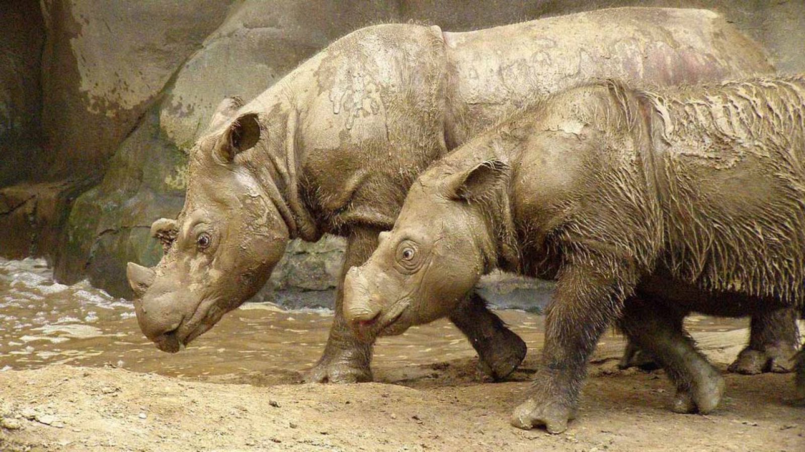 Rinocerontes de Sumatra en el zoo de Cincinnati