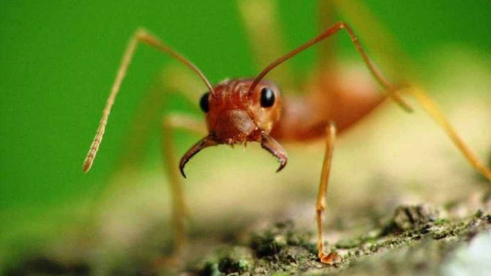 Las hormigas son capaces de automedicarse