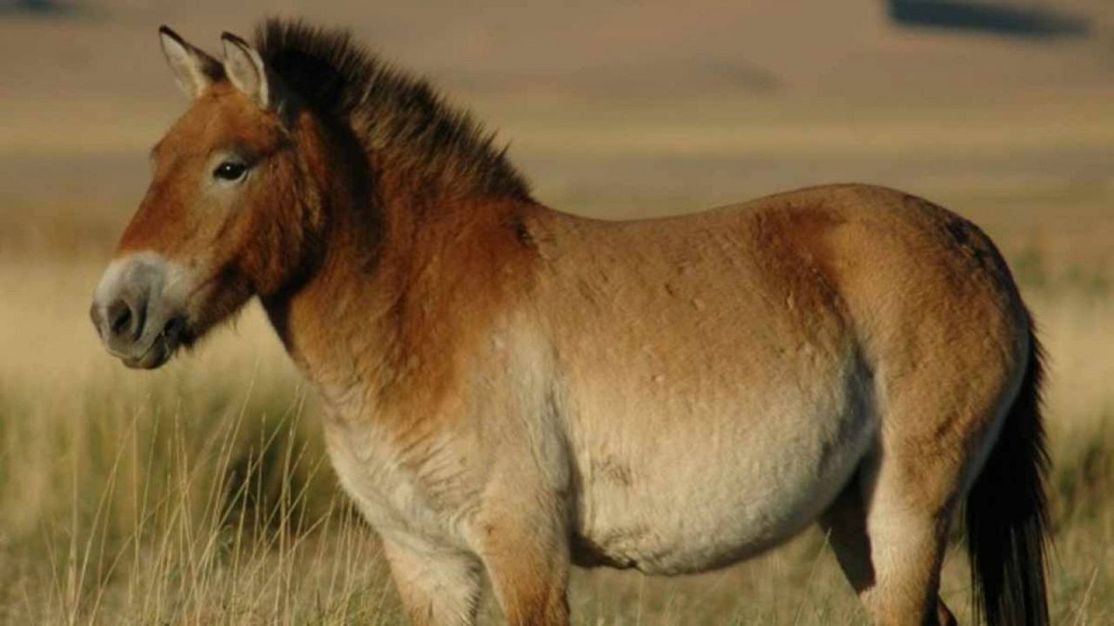 Según los investigadores, el cebro ibérico se parecería mucho a un caballo de Przewalski