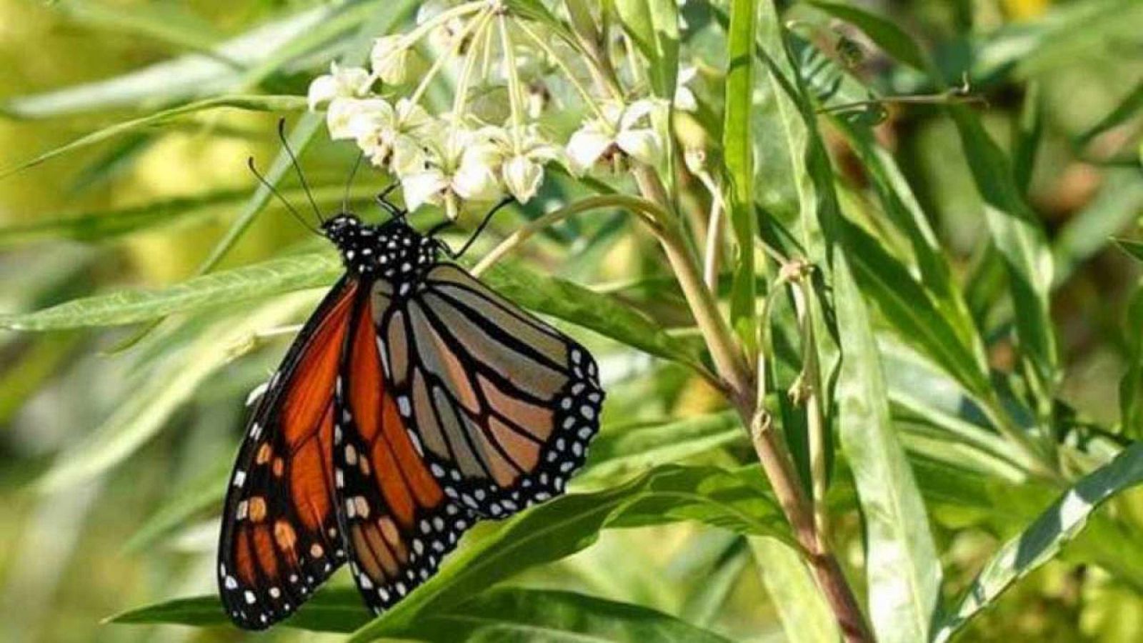 Imagen de una mariposa monarca.