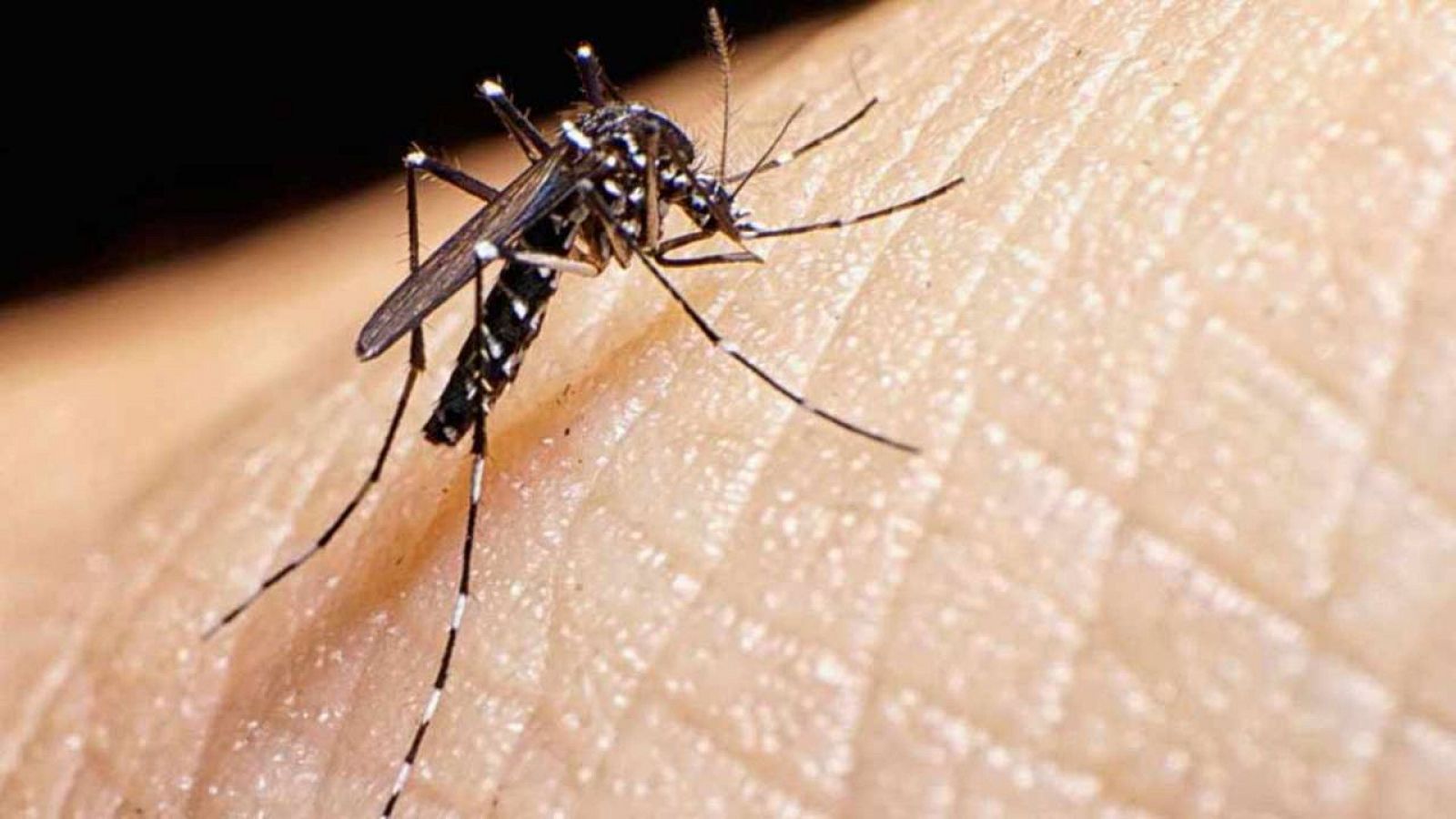 Ejemplar de Aedes albopictus, conocido como mosquito tigre