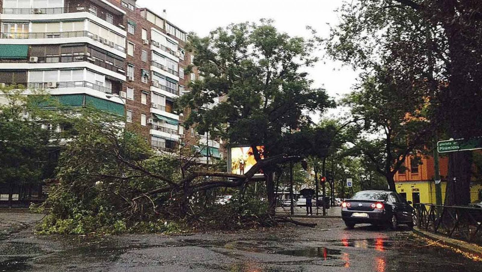 Los fuertes vientos y la tromba de agua que cayó el pasado domingo en Madrid ha derribado un árbol en la plaza de Francisco Morano y ha causado cortes de luz 