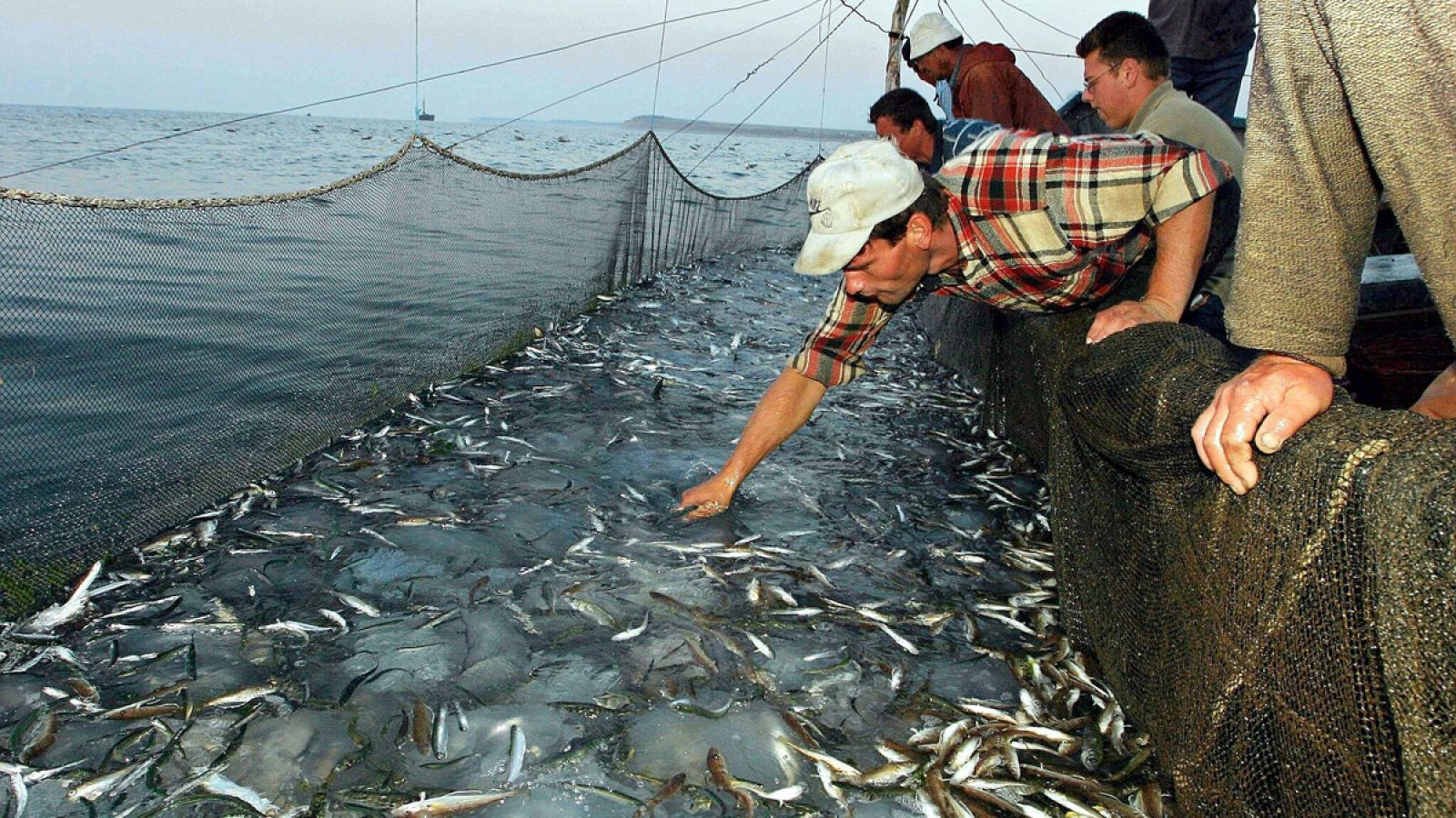 En poco más de 40 años, la población de peces para consumo ha disminuido un 74 por ciento.