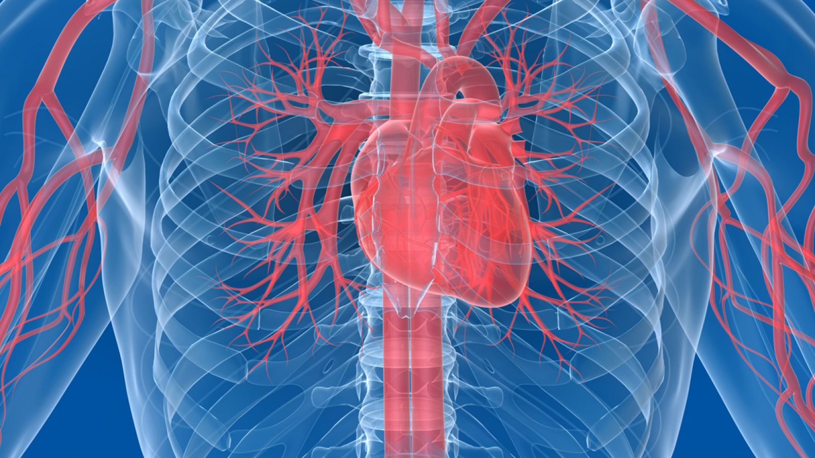 Detectan una proteína capaz de regenerar células cardíacas tras un infarto.
